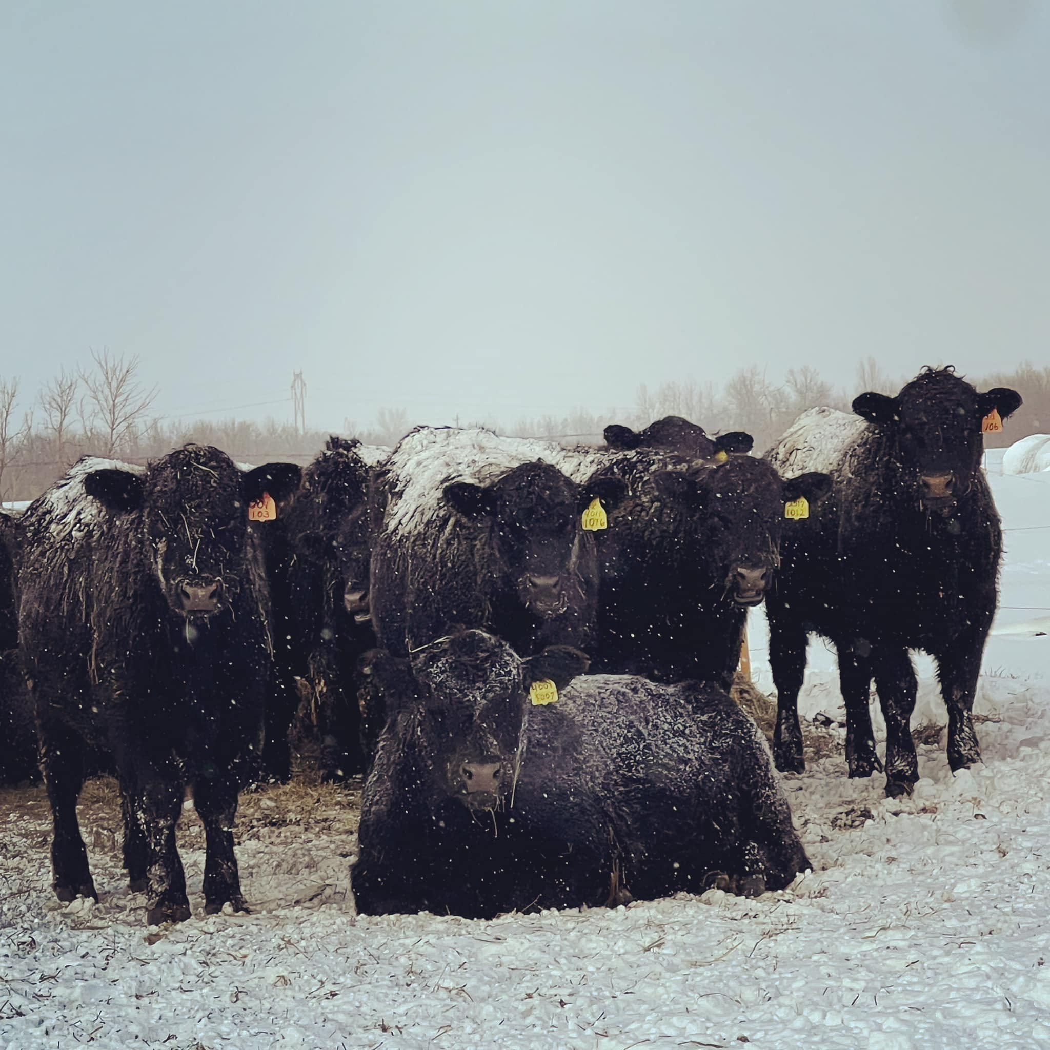 Meet Dayle Reinke of Cloverleaf Grass Farm Voyage Minnesota Magazine