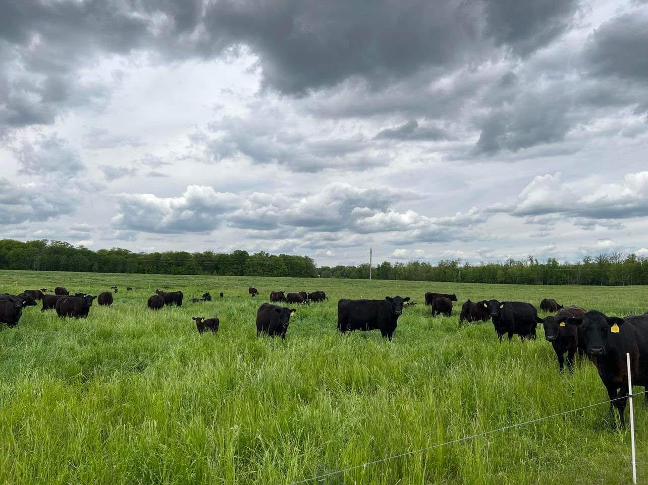 Meet Dayle Reinke of Cloverleaf Grass Farm Voyage Minnesota Magazine