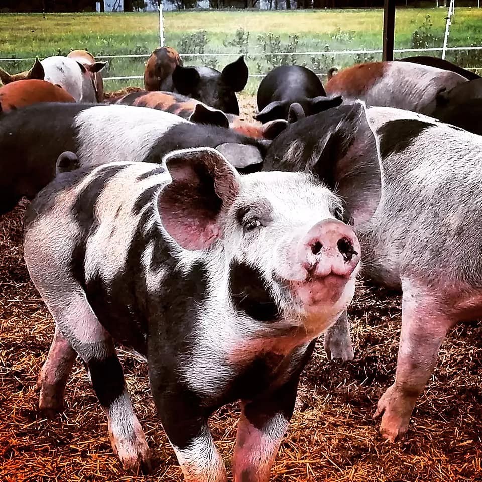 Meet Dayle Reinke of Cloverleaf Grass Farm Voyage Minnesota Magazine