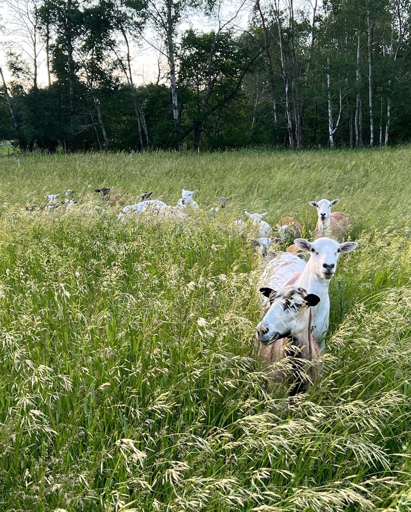 Meet Dayle Reinke of Cloverleaf Grass Farm Voyage Minnesota Magazine