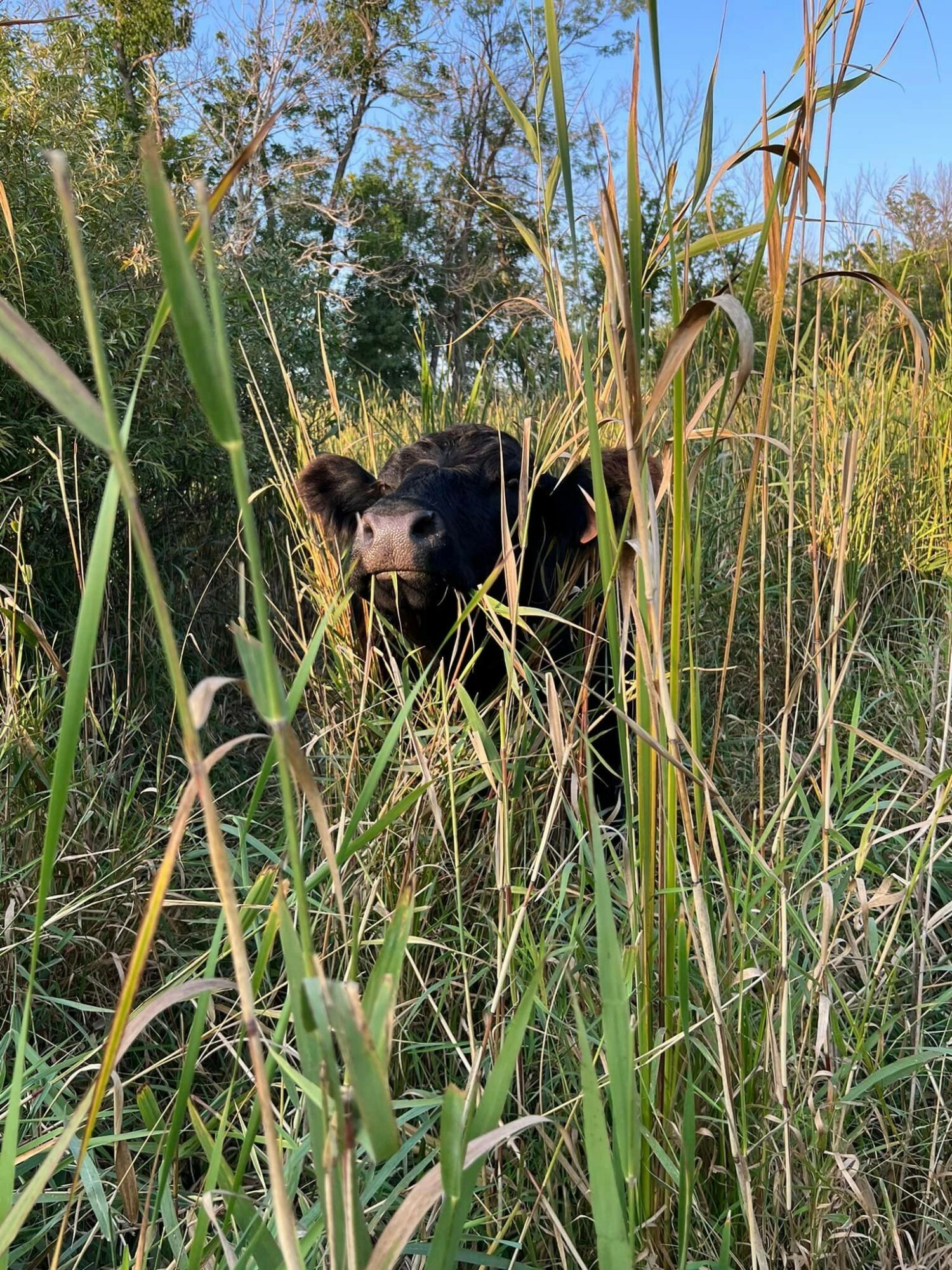 Meet Dayle Reinke of Cloverleaf Grass Farm Voyage Minnesota Magazine