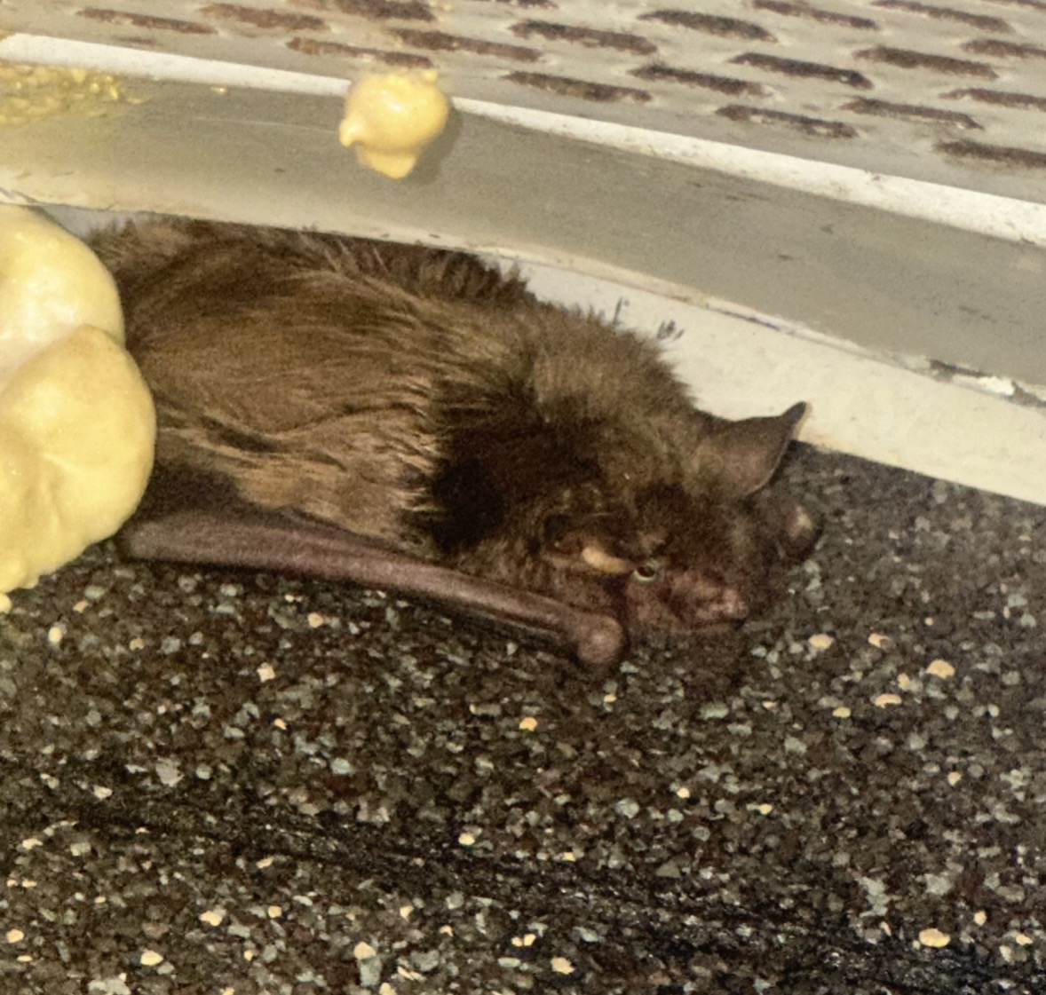 A small animal, possibly a bat, lying on a textured surface near a wall with some yellow objects nearby.