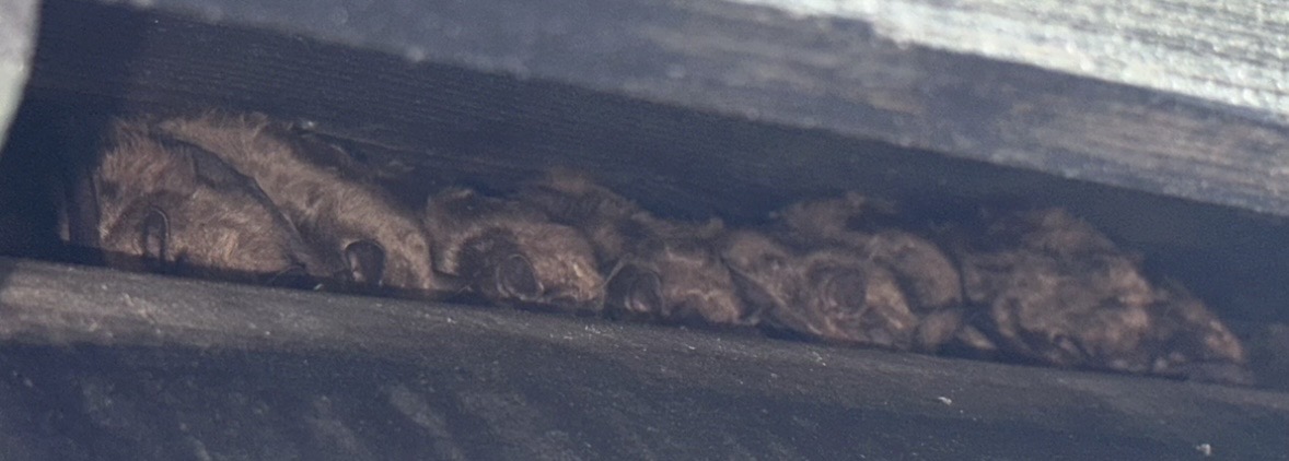 Close-up of a row of brown, irregularly shaped objects on a dark surface.