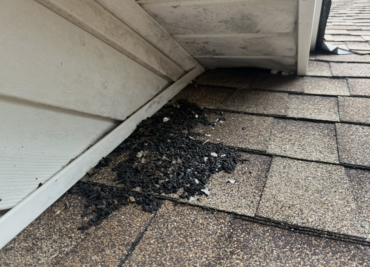 Clump of dark debris on brown shingle roof near white siding and window, with part of roof edge visible.