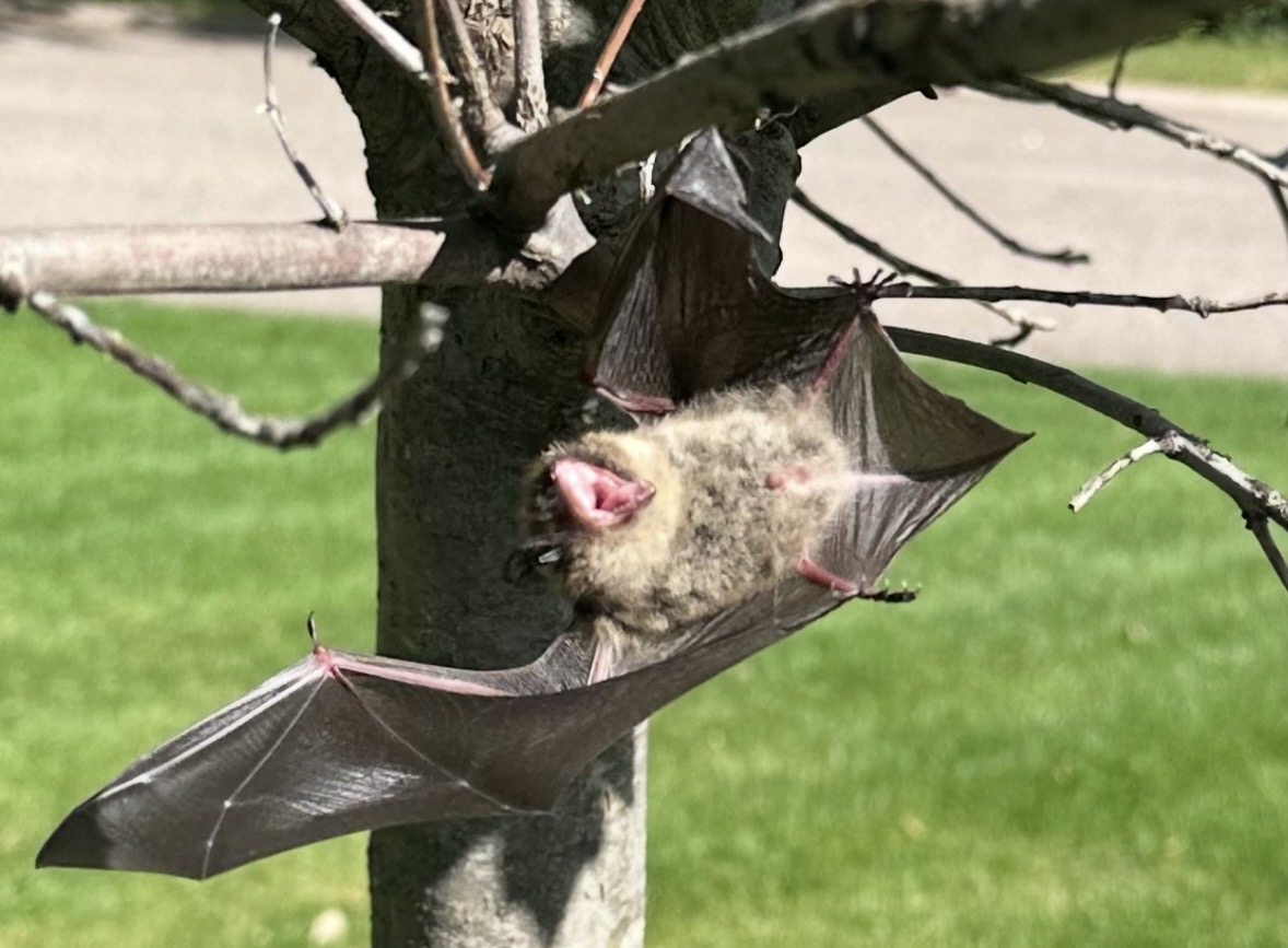 Bat hanging upside down on tree branch with wings spread open, in a grassy outdoor area.