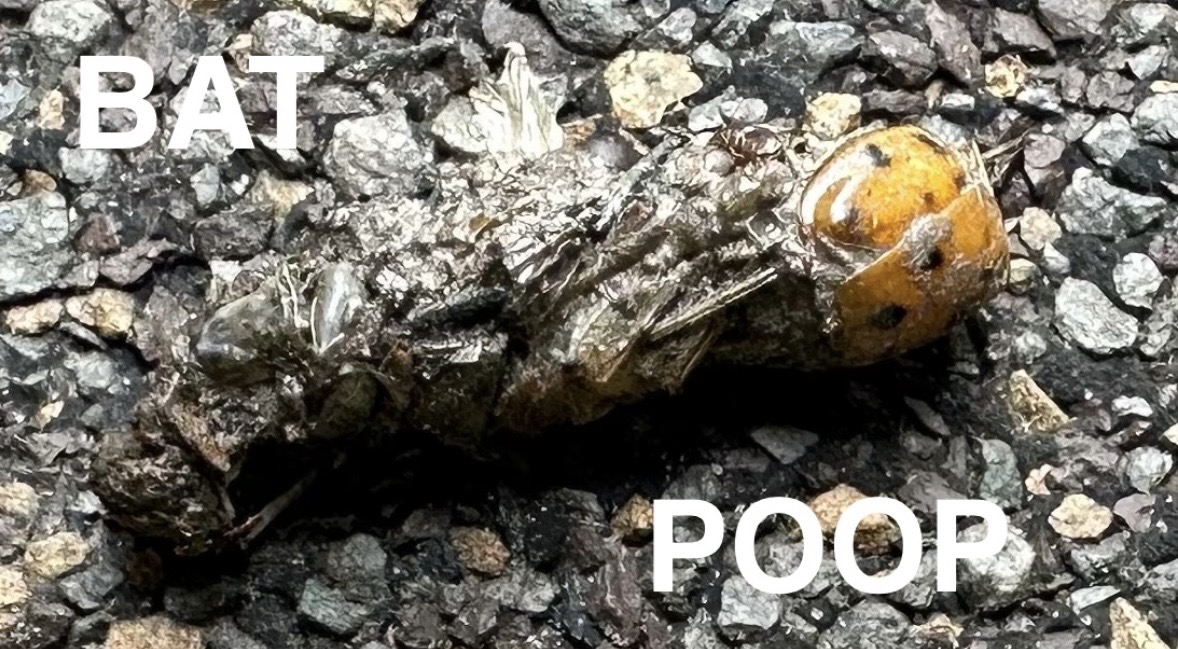 A ladybug on a dead insect on gravel ground with text 'BAT' and 'POOP'.