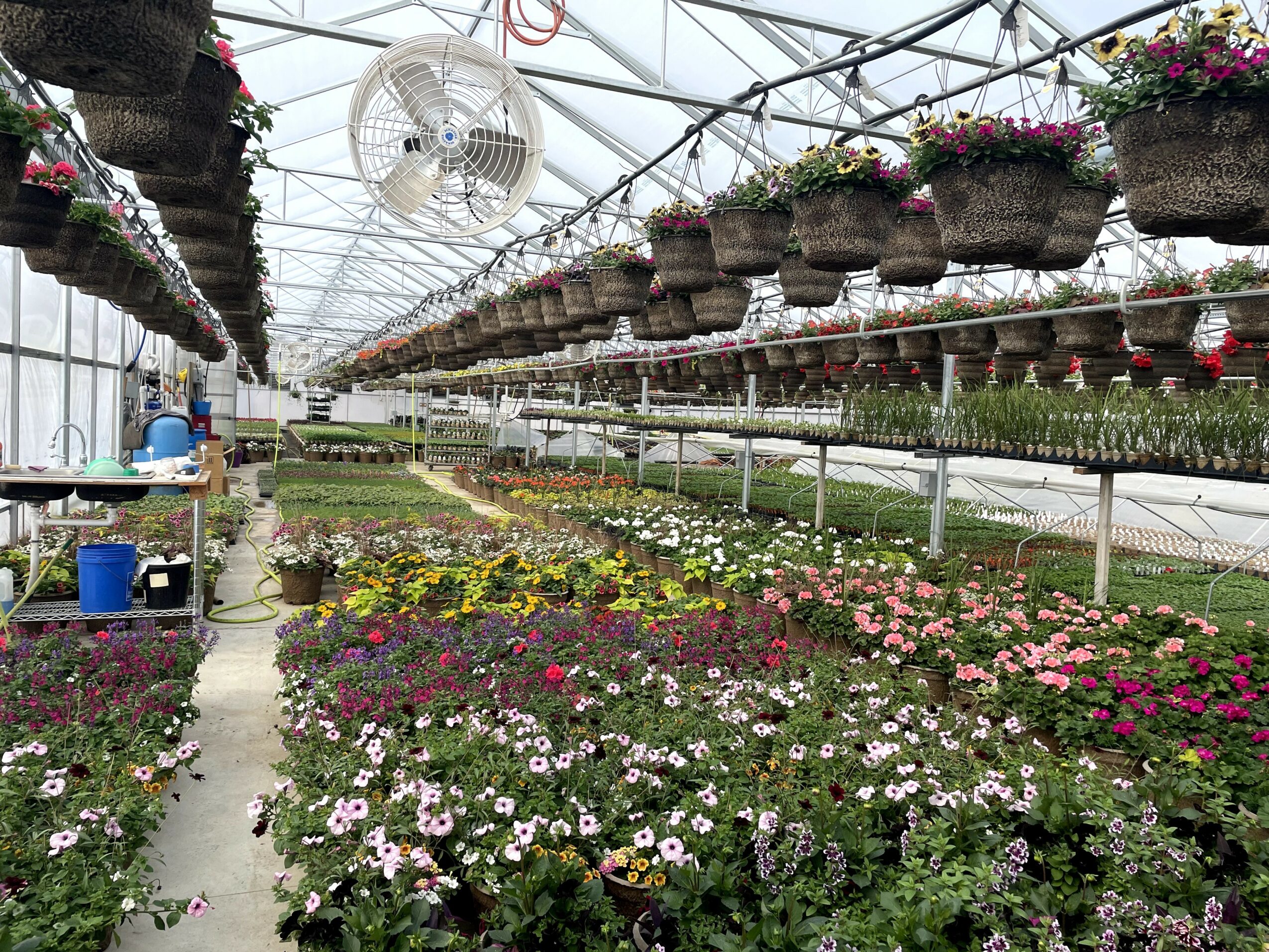 Inside a greenhouse with hanging baskets and rows of flowering plants on tables, ceiling fan overhead.