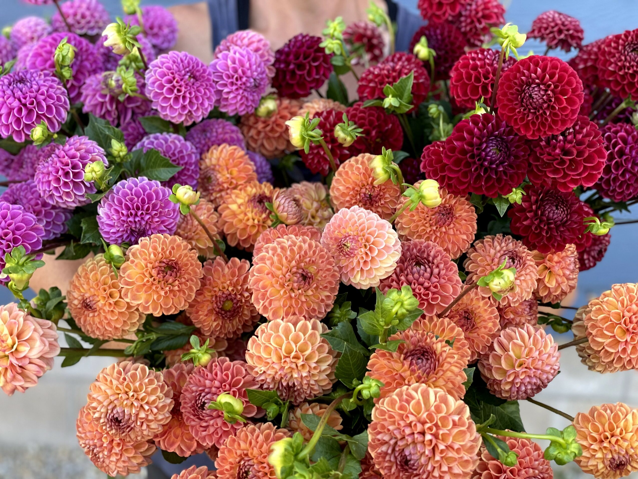Close-up of colorful round flowers in shades of purple, pink, orange, and red with green leaves.