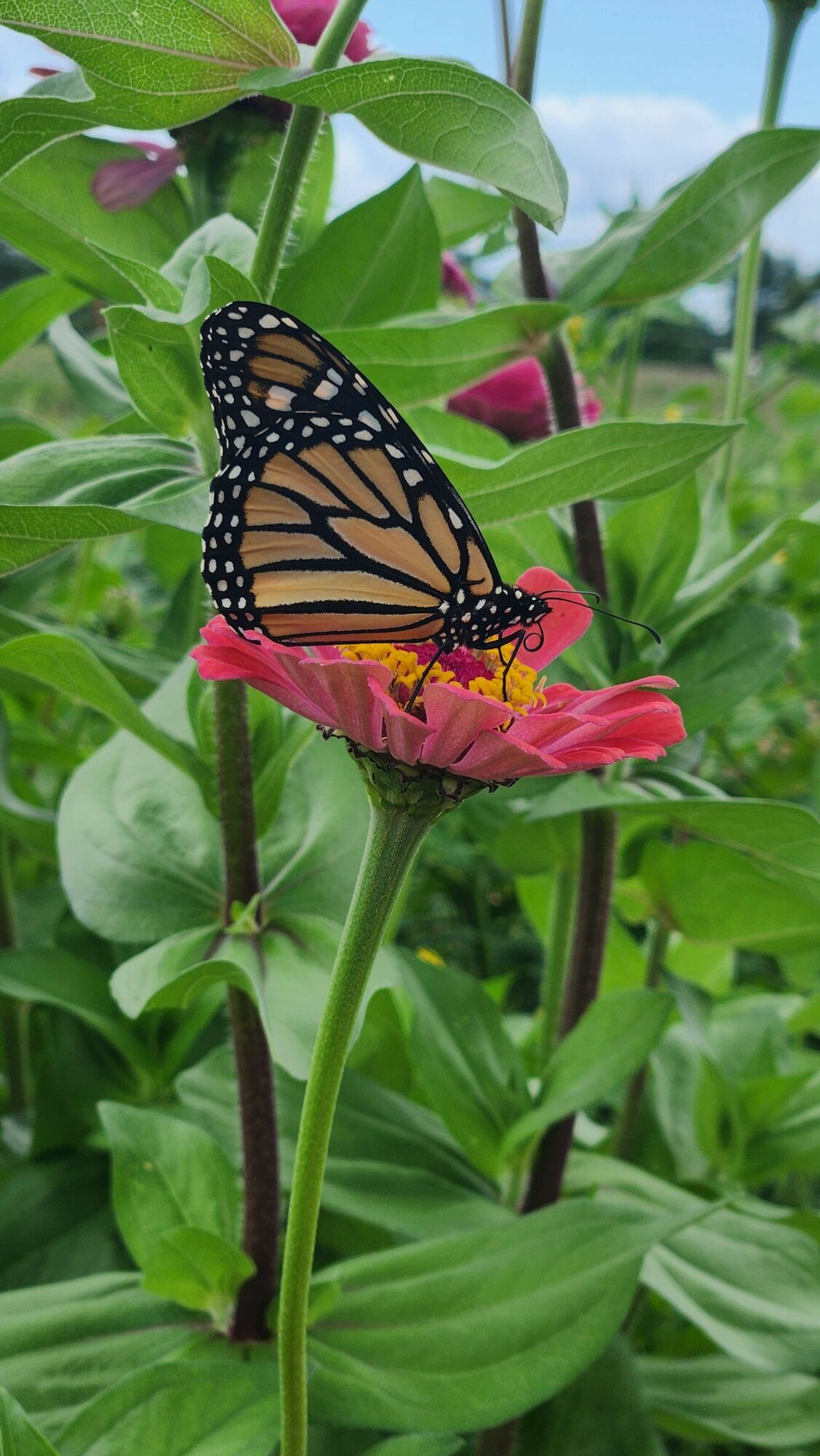 Monarch butterfly on a pink flower among green leaves and stems outdoors.