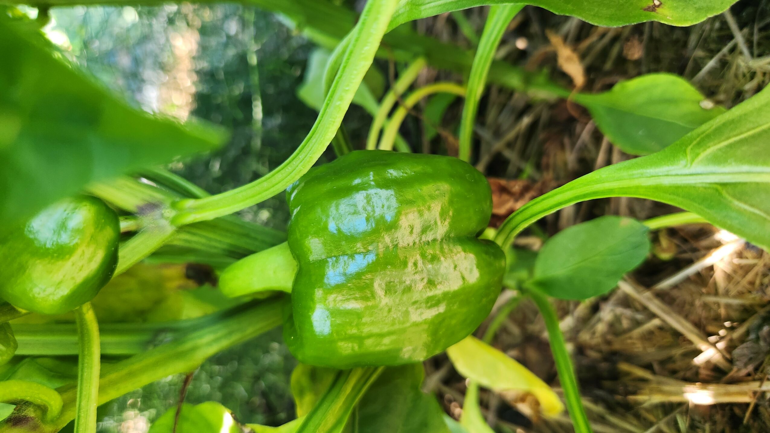 Green bell pepper growing among green leaves and stems in a garden.