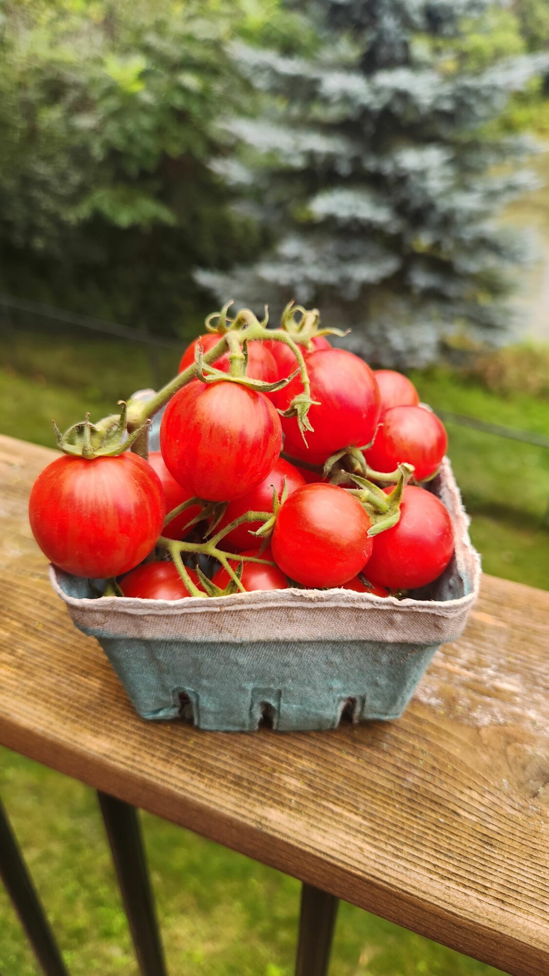 Basket of ripe red tomatoes on wooden surface outdoors with green trees in background.