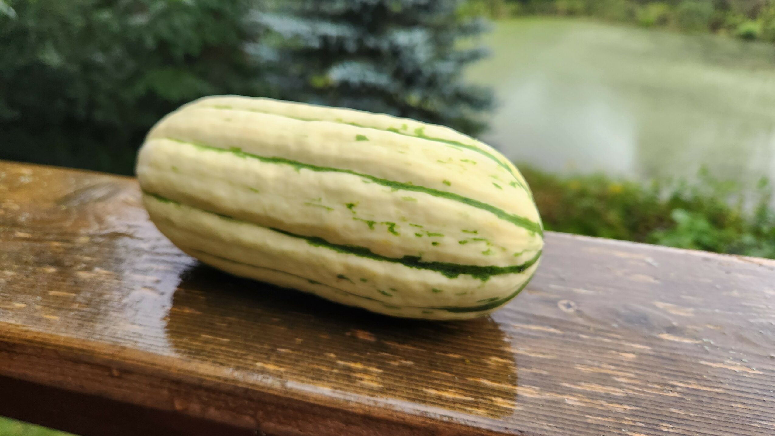 Striped elongated vegetable on wooden surface with water and greenery in background