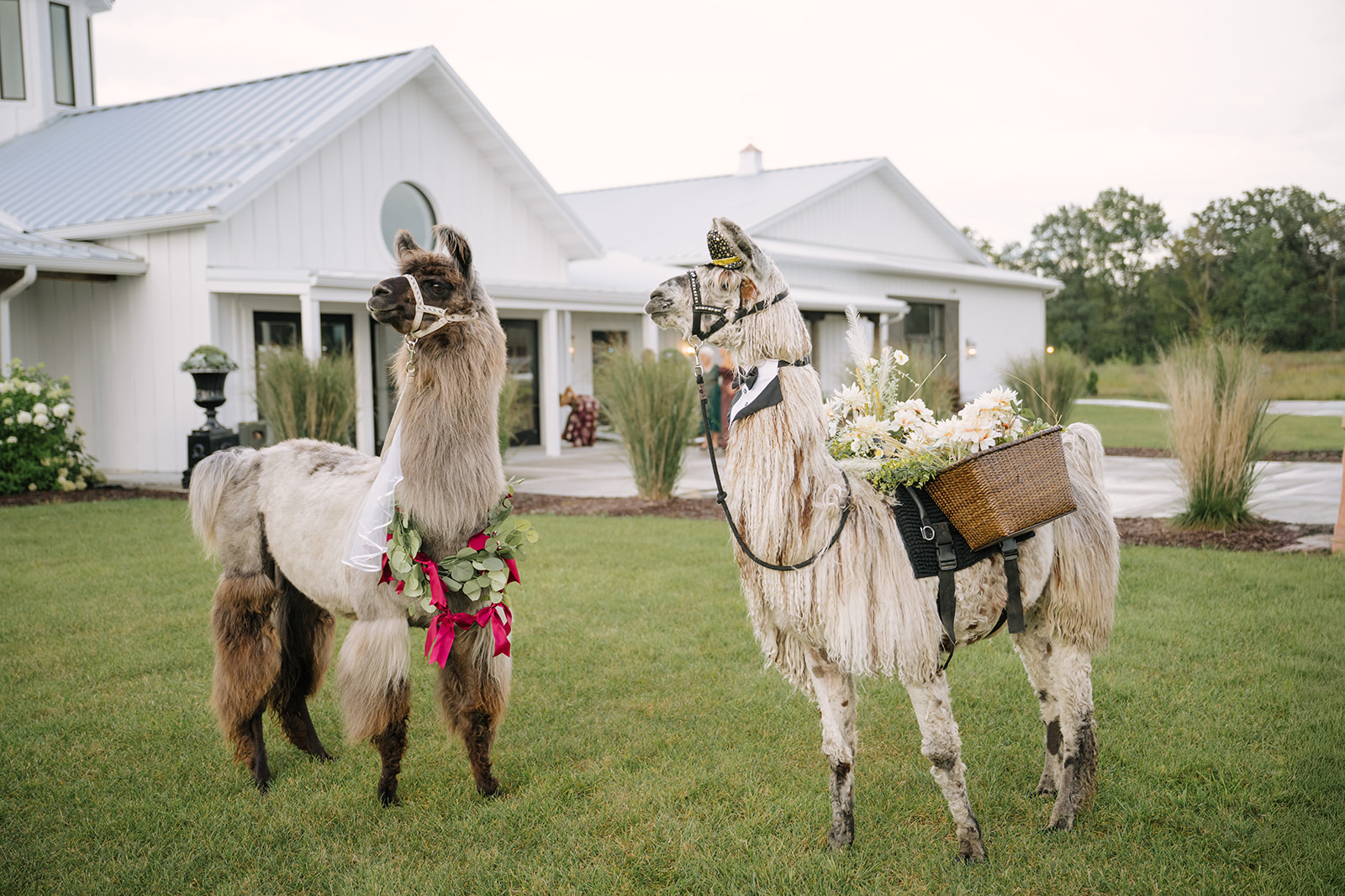Two people in costumes with llamas in front of a white house, one llama has a pink flower decoration, the other has a basket and flowers.