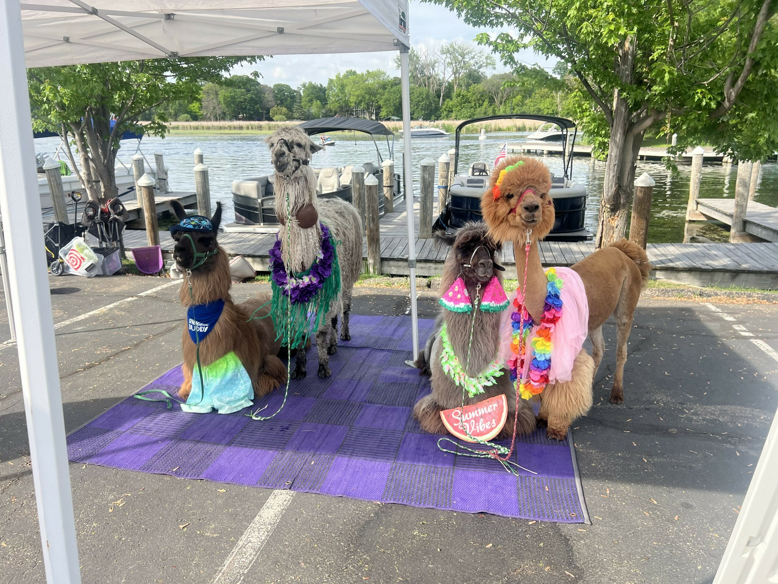 Four dogs dressed in colorful costumes stand on a purple mat near a dock with boats and trees in the background.