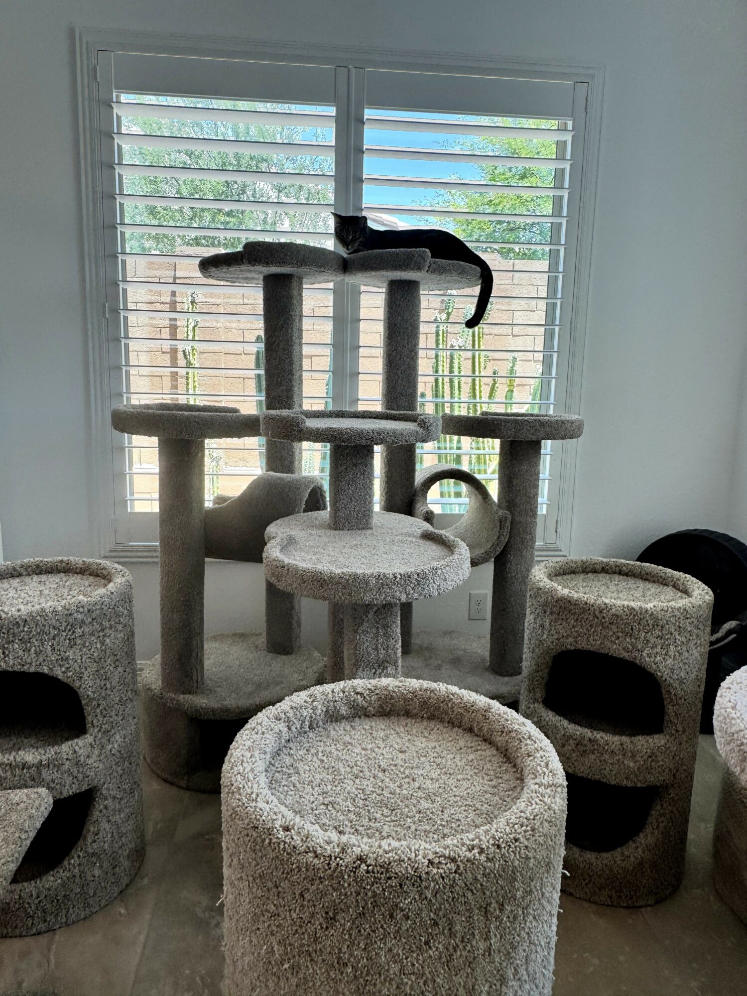 Multiple beige and gray cat trees and scratching posts in front of a window with blinds, sunlight coming through.