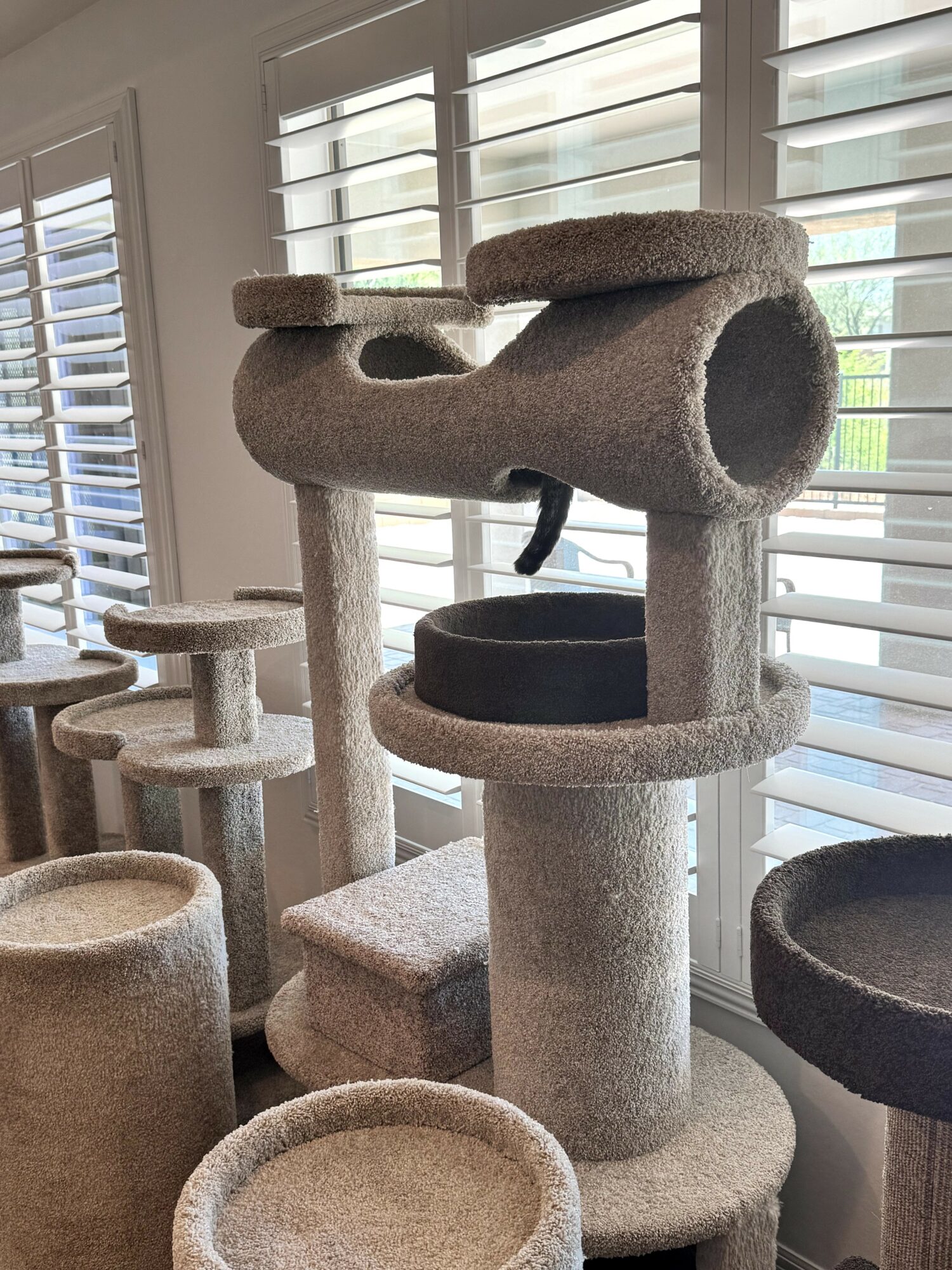 Multiple beige and gray cat trees and scratching posts near window with blinds, sunlight streaming in.
