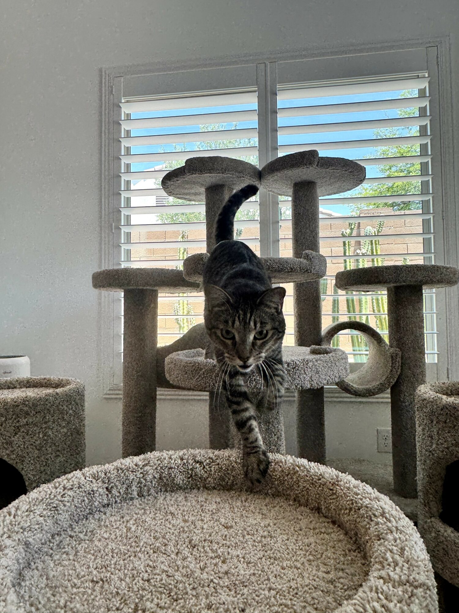 A cat walking on a beige carpeted cat tree in front of a window with blinds, with a blue sky visible outside.