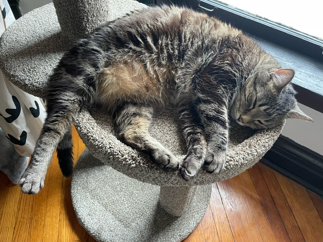 Gray tabby cat sleeping curled on a round beige cat tree near a window.