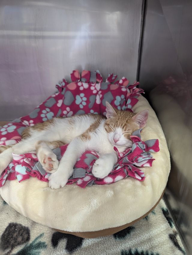 A sleeping kitten with white and orange fur lies on a pink and white blanket in a cozy bed.