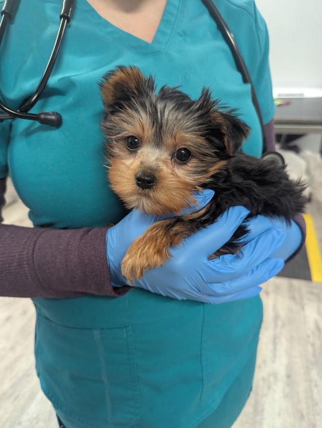 Person in medical scrubs holding a small, fluffy puppy with black and tan fur, wearing blue gloves.