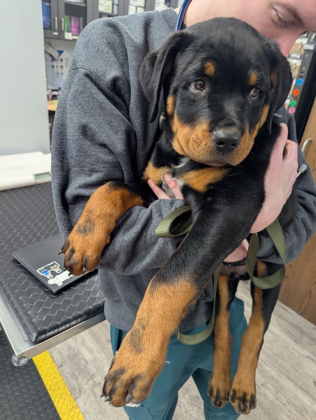 Person holding a Rottweiler puppy indoors, with shelves and a computer in the background.