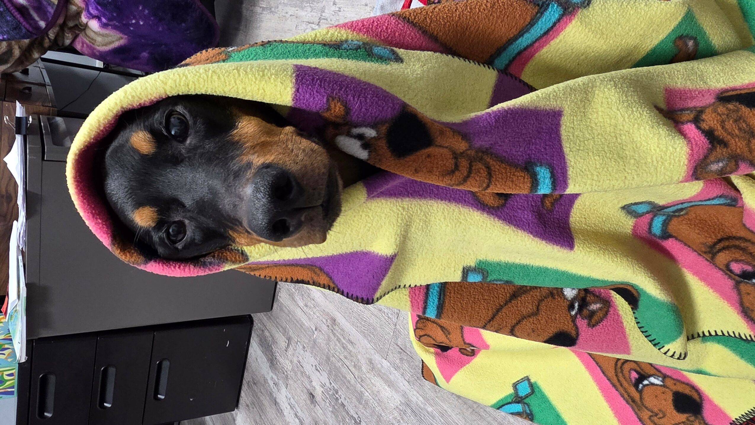 Dog wrapped in a colorful blanket with cartoon characters, lying on a floor with a black cabinet nearby.