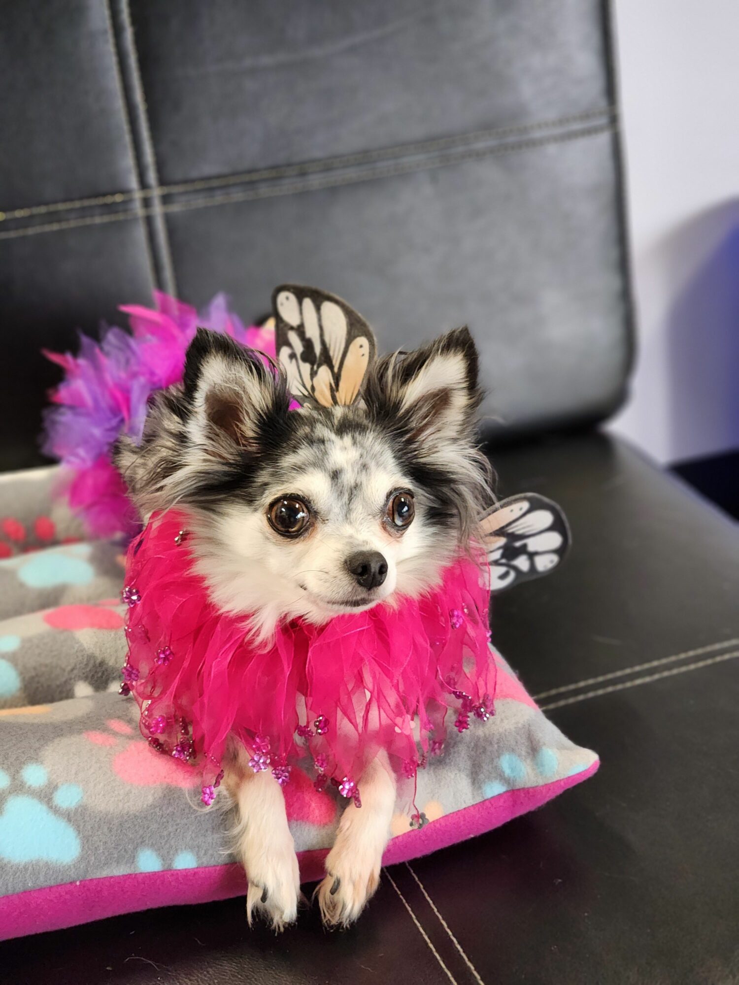 Small dog wearing a pink tutu and butterfly wings, sitting on a cushion, looking at the camera.