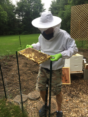 Person wearing protective clothing and gloves, inspecting a beehive frame outdoors, with trees and a lattice in the background.