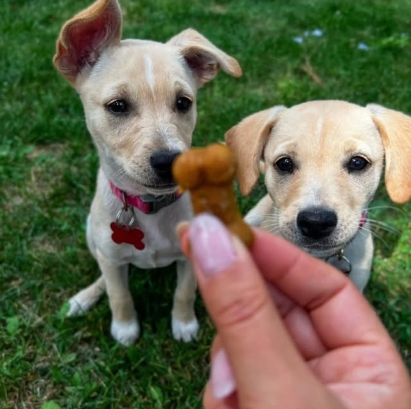 Two puppies looking at a treat held close to the camera on grass.