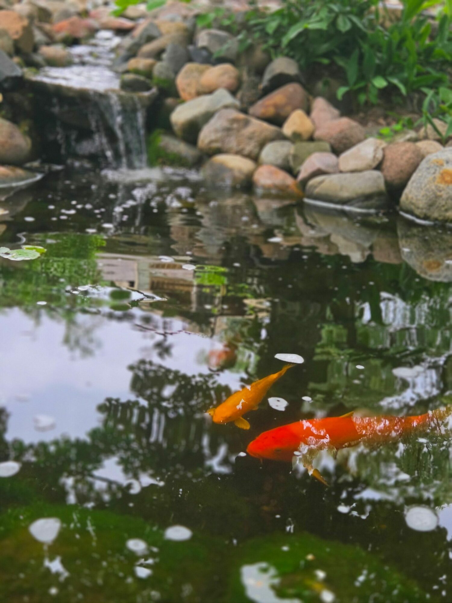 Koi fish swimming in a pond with rocks and greenery, reflected in water, with bubbles and ripples.