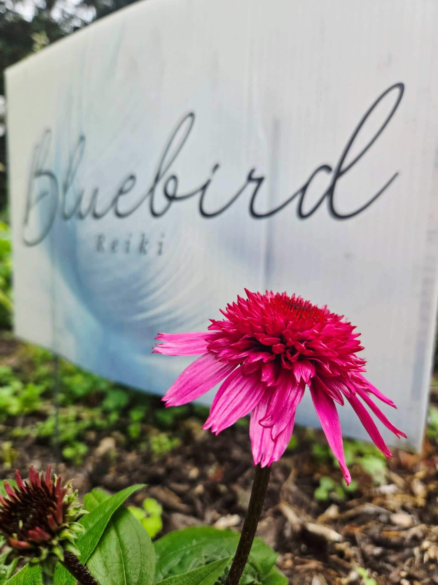 Pink flower in front of a white sign with cursive text reading 'bluebird'.