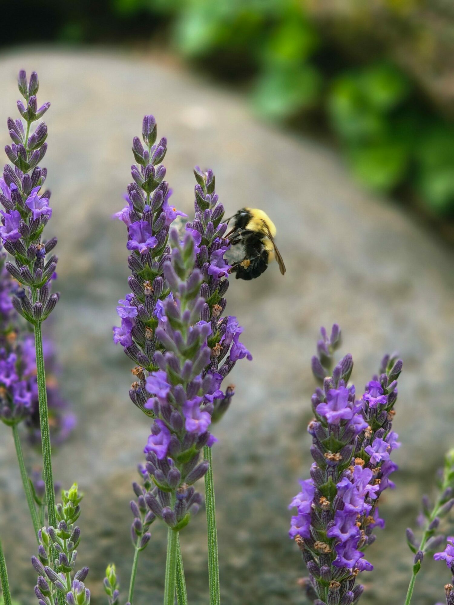 Bumblebee on purple lavender flowers outdoors, with blurred green background and stone surface, close-up view.