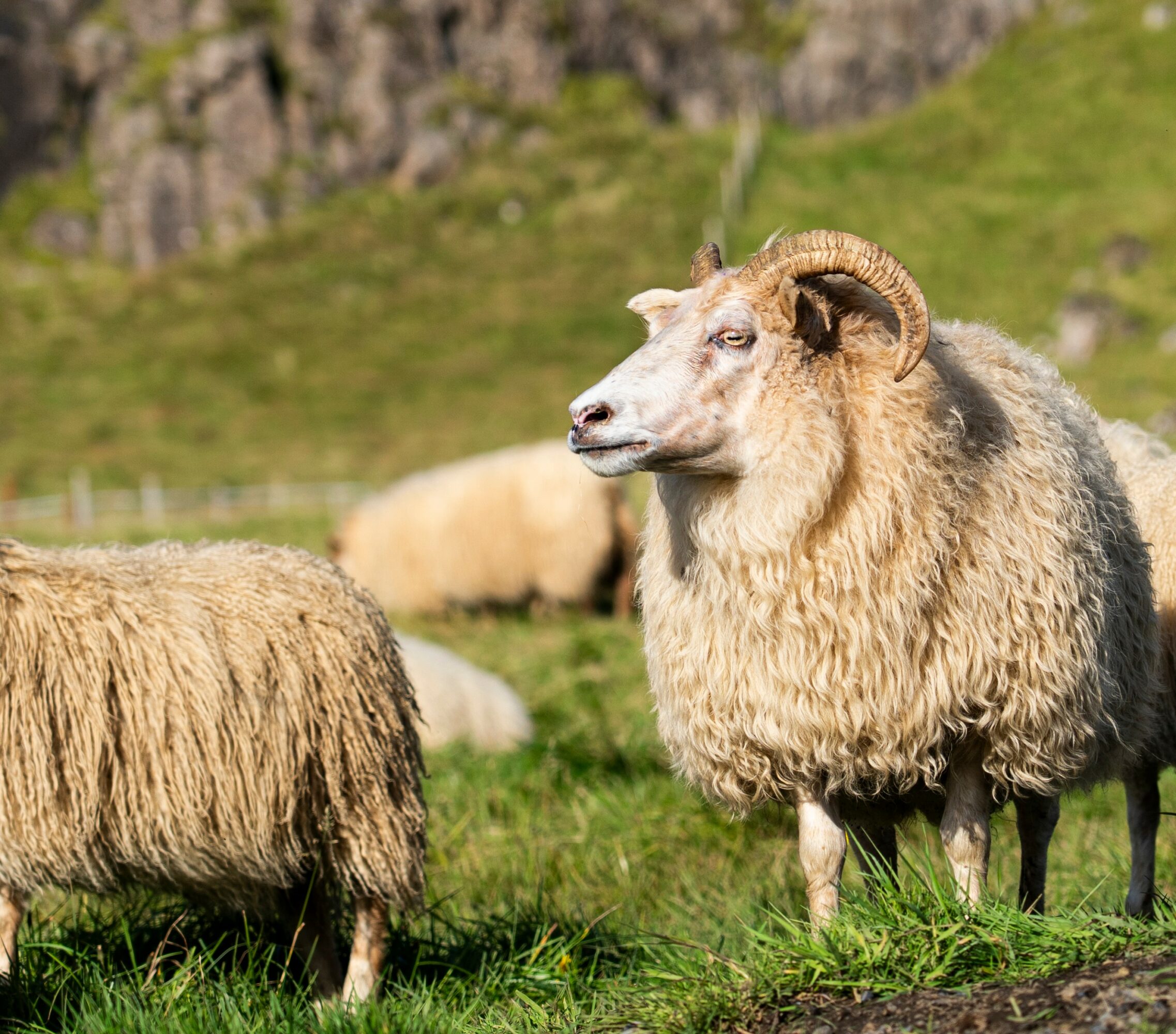 A sheep with curved horns standing on grass, with other sheep and a rocky hillside in the background.