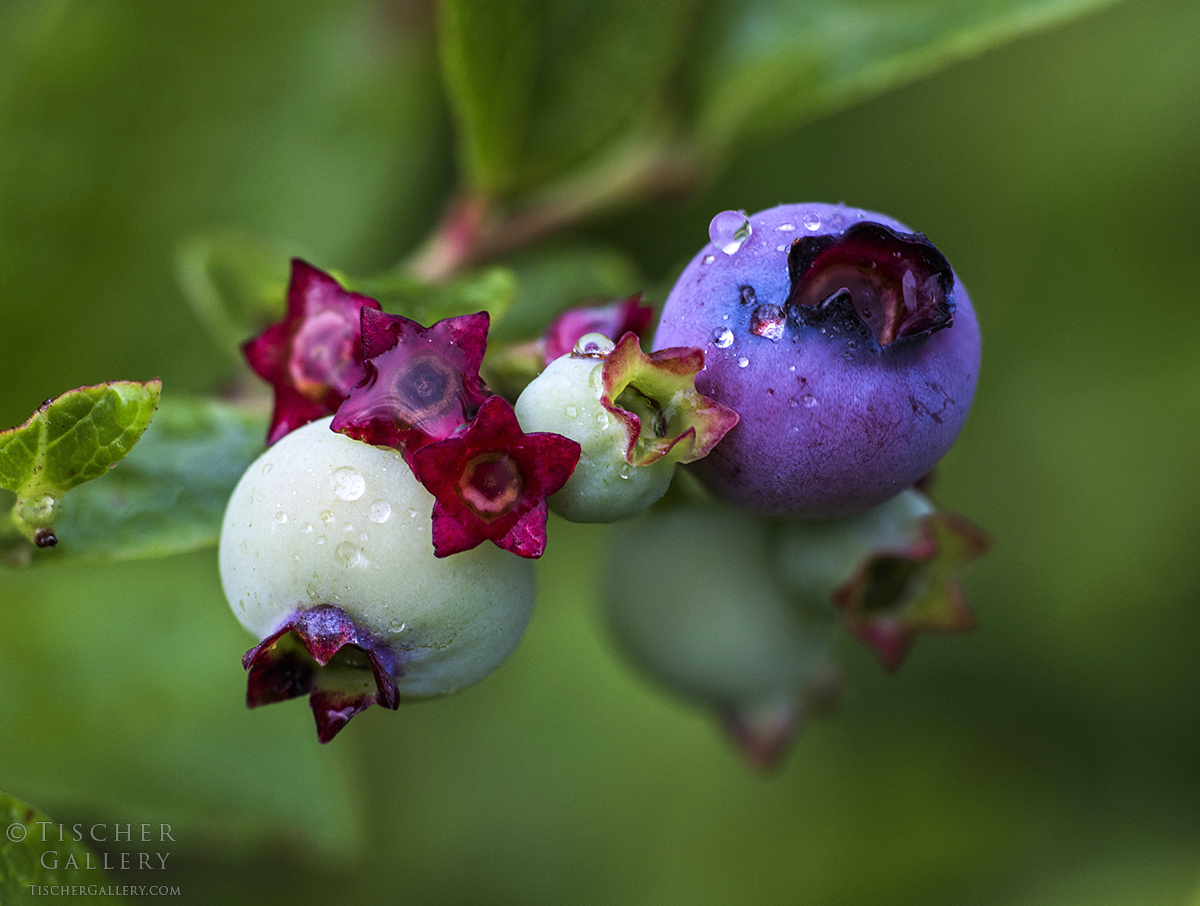 Close-up of ripening blueberries with water droplets on green leaves, background blurred.
