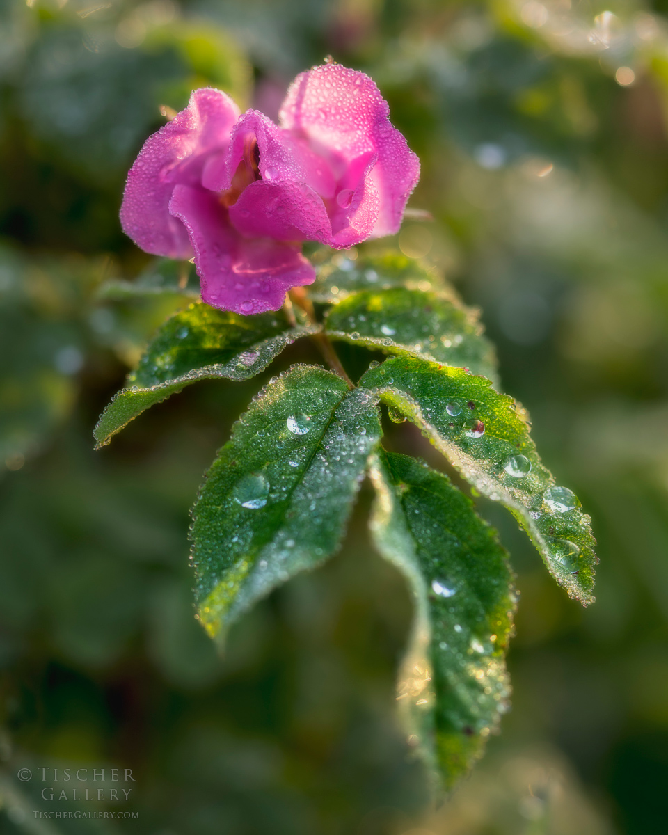 Pink flower with dew-covered green leaves, blurred background, close-up shot.