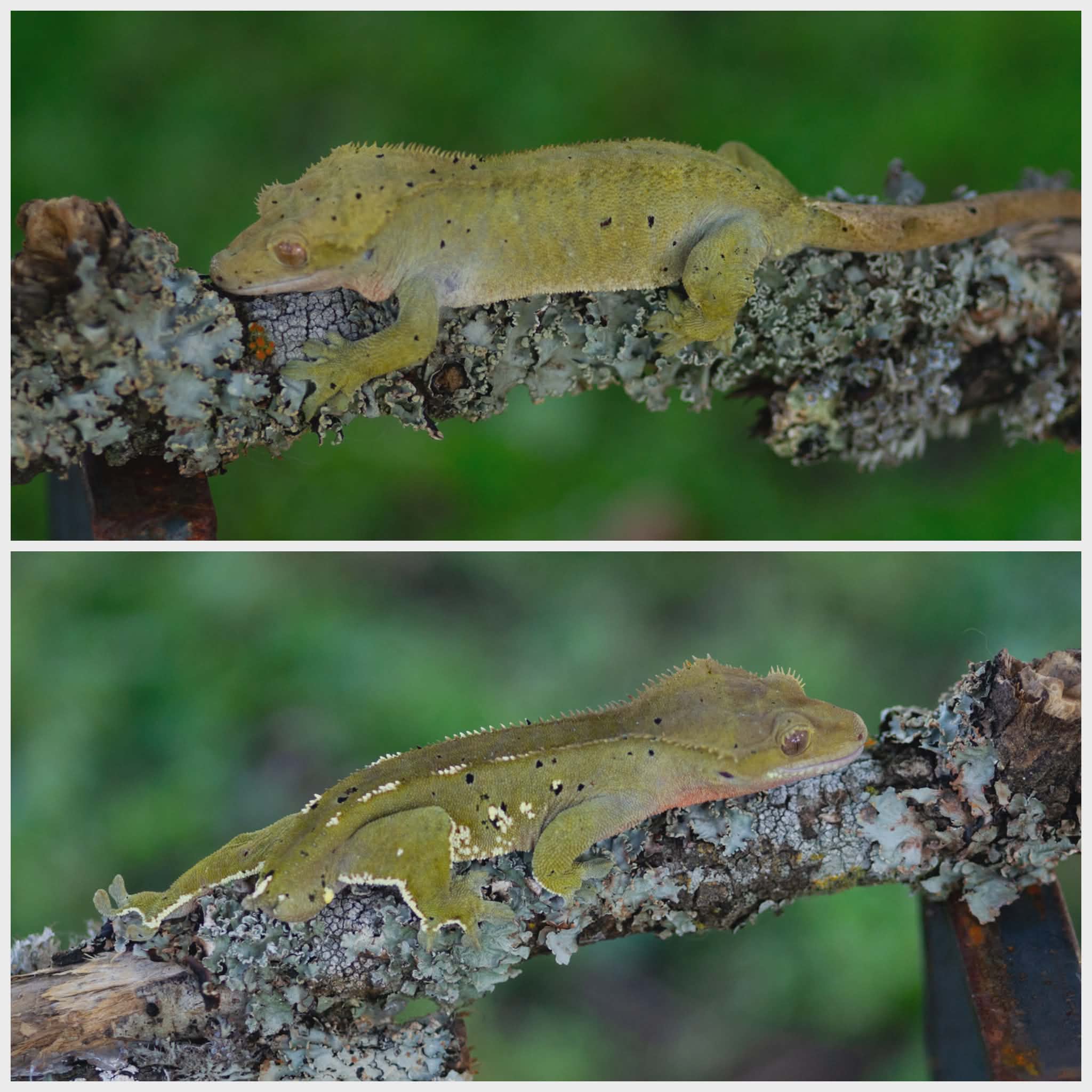 Two yellow geckos on a tree branch with green blurred background, one above the other, facing opposite directions.