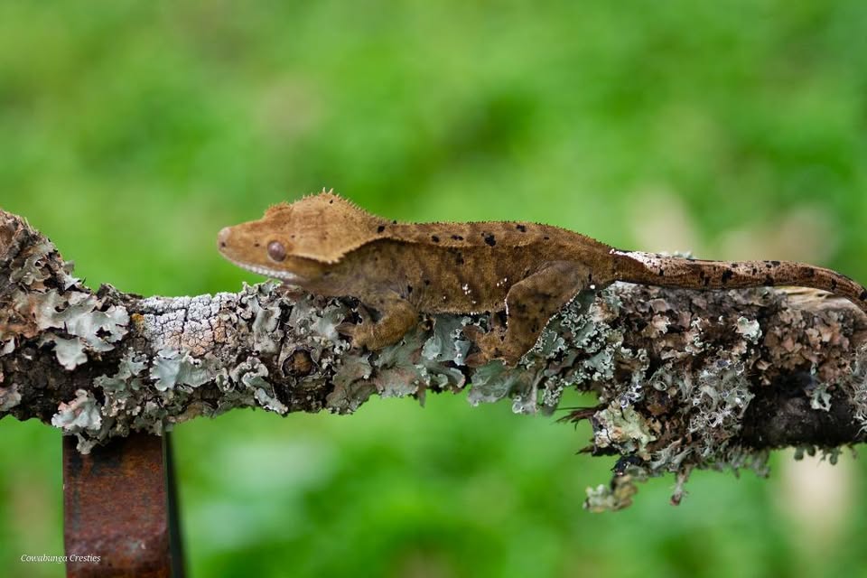 A camouflaged lizard resting on a tree branch with a blurred green background.