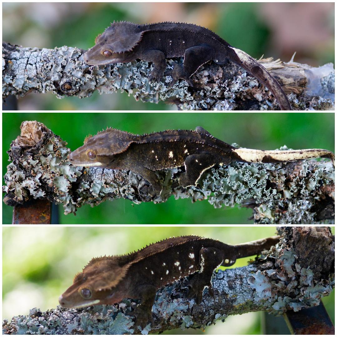 Three images of a small animal on a tree branch, with a green background, showing different angles and positions.