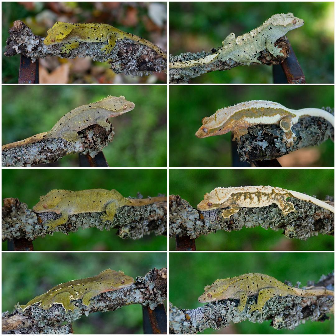 Eight images of a camouflaged lizard on a tree branch in various positions, with green foliage background.