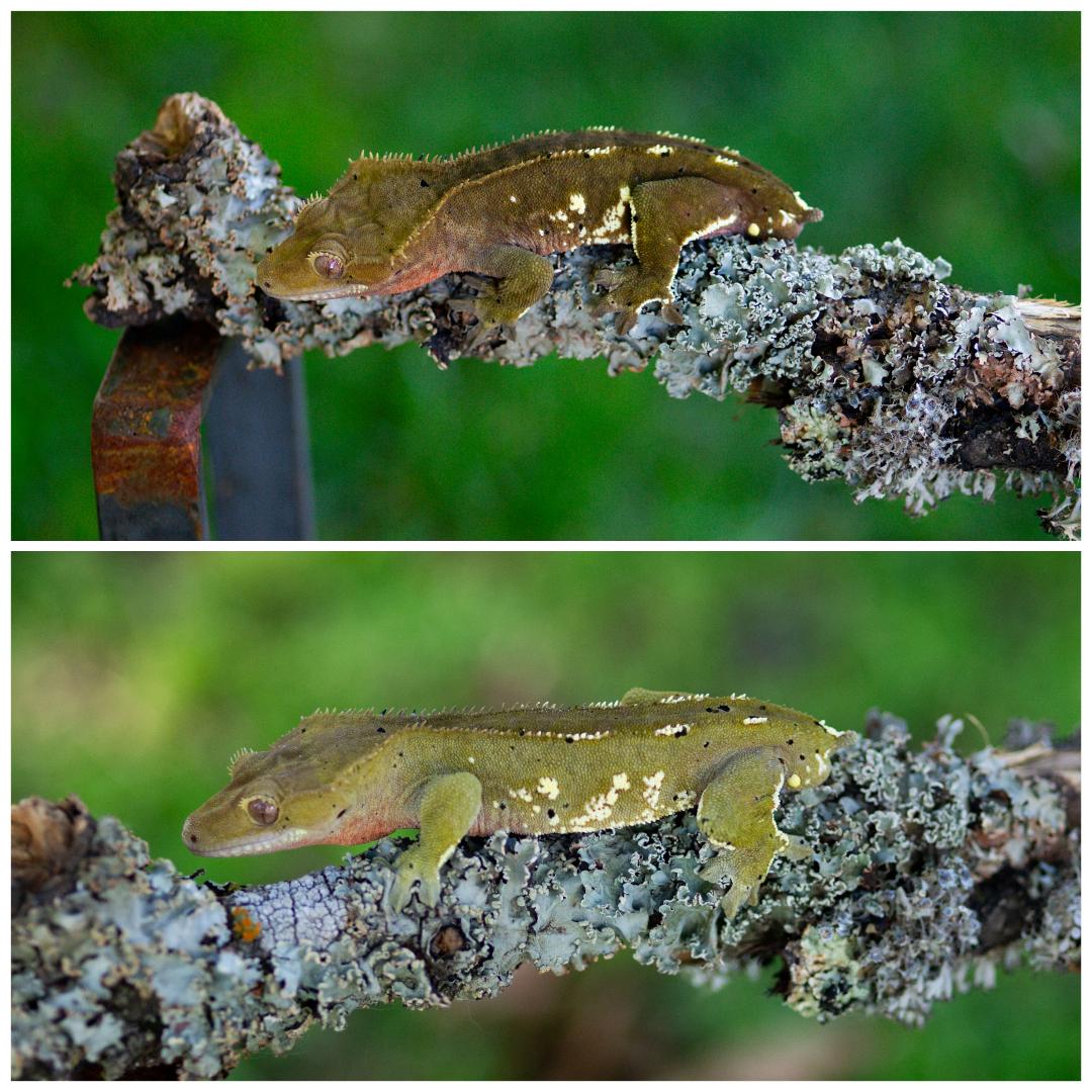 Two frogs on a lichen-covered branch, one above the other, with green blurred background, side view, natural setting.