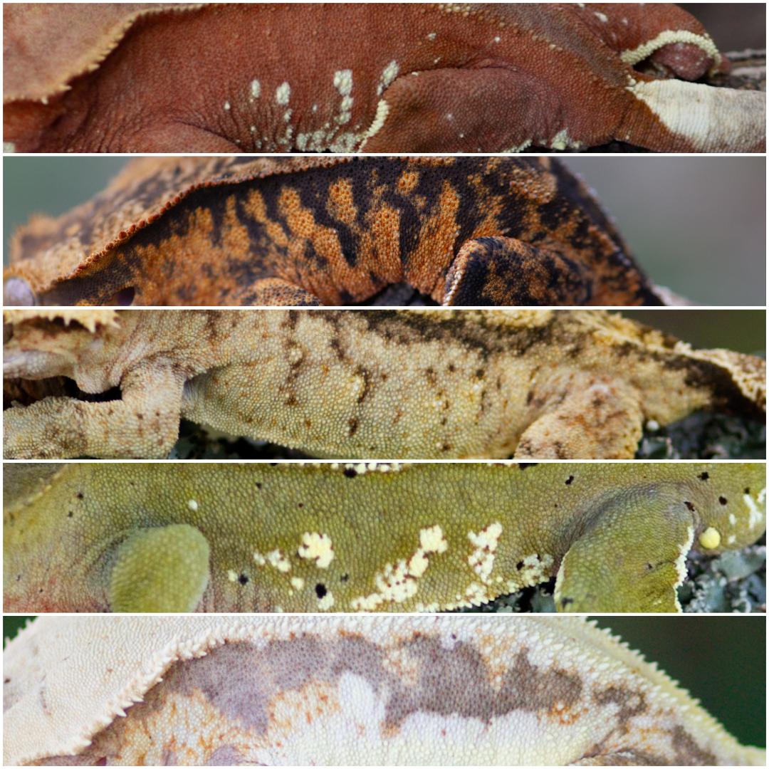 Close-up of five different textured animal skins or shells, each with unique patterns and colors, arranged vertically.