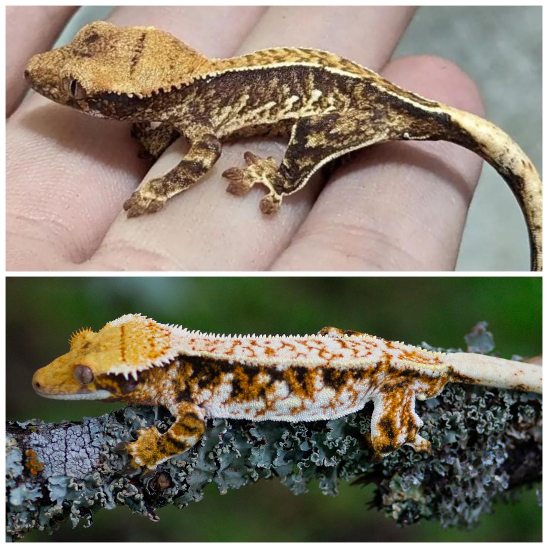 Two geckos, one brown and one orange, resting on a person's hand and a tree branch respectively.