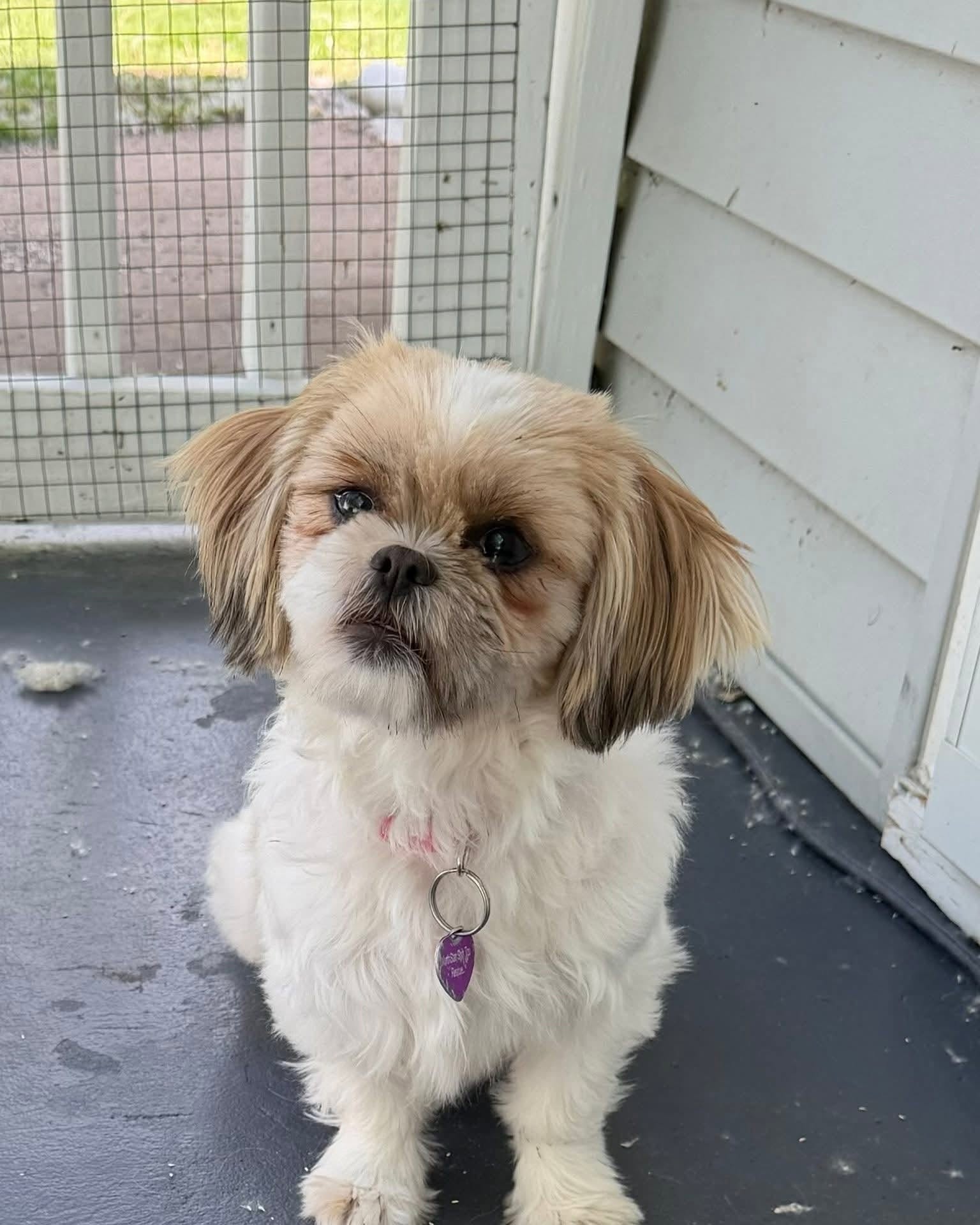 Small dog with fluffy white and tan fur sitting outside near a white wall and screen door.