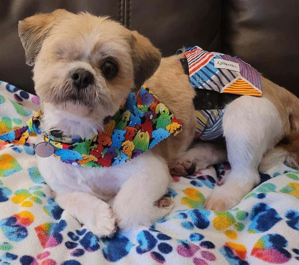 Small dog with a colorful bandana, lying on a multicolored blanket, wearing a striped outfit, looking at the camera.
