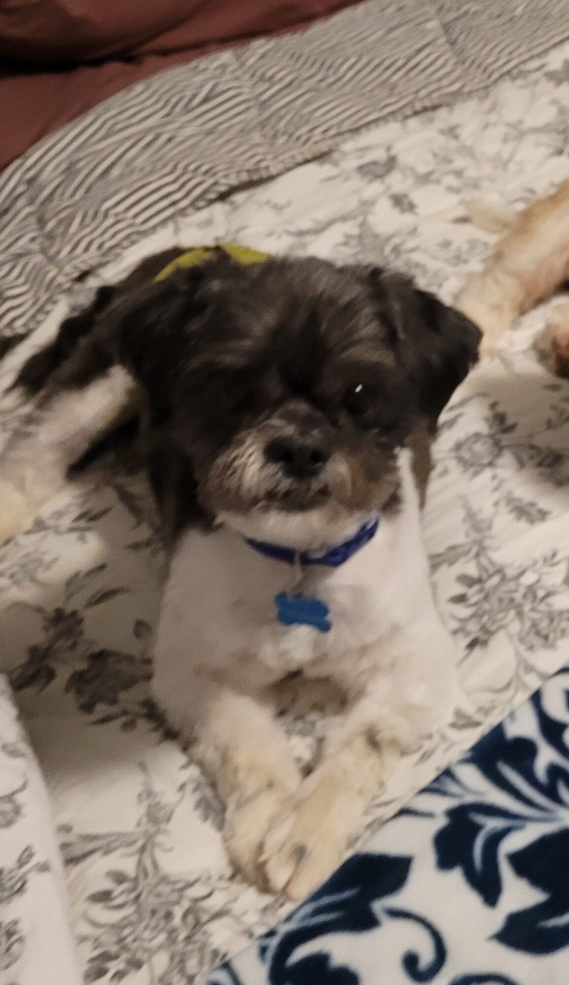 Small black and white dog lying on a bed with floral and striped bedding, looking at the camera.