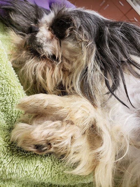 Dog with long, black and white fur lying on a green blanket, resting with eyes closed.