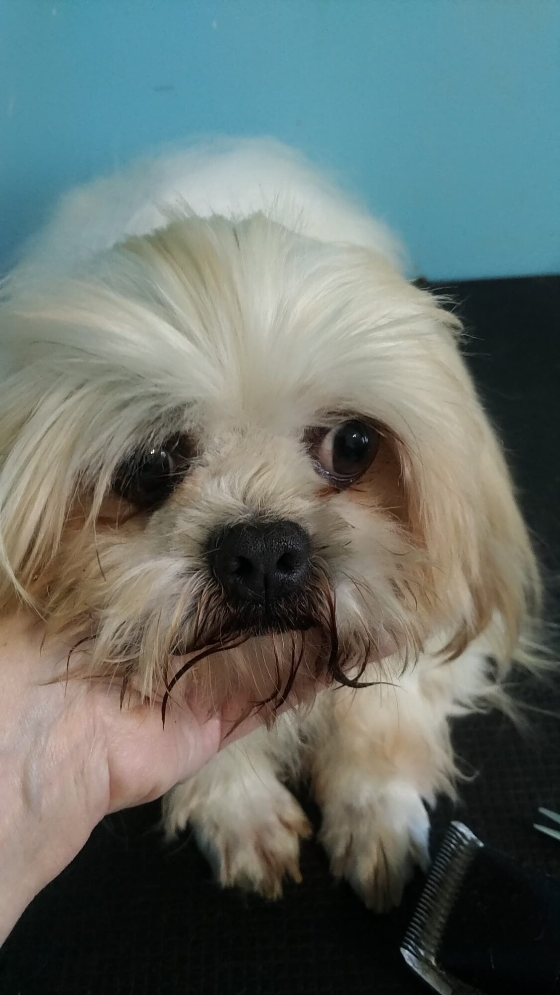 Close-up of a small, fluffy dog with light-colored fur and dark eyes, being held by a person's hand.