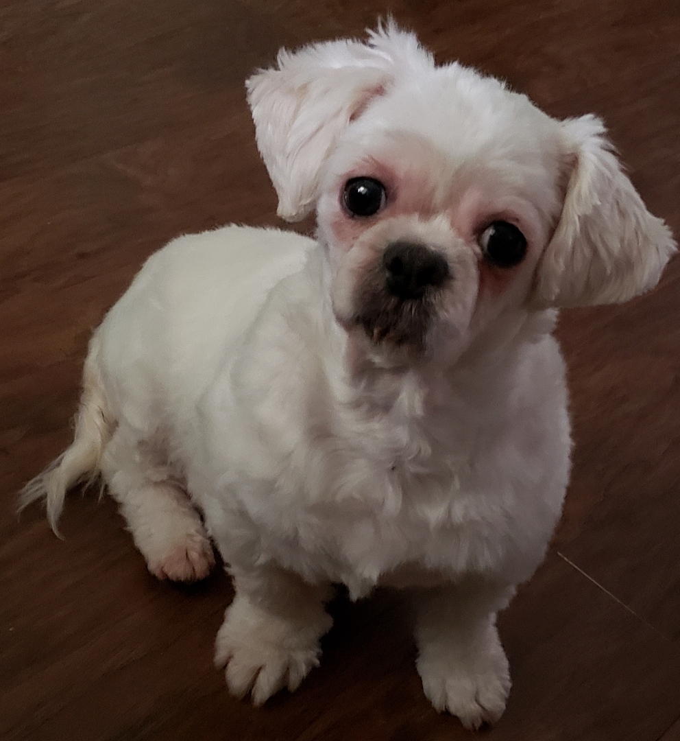 Small white dog with floppy ears sitting on a wooden floor, looking at the camera.