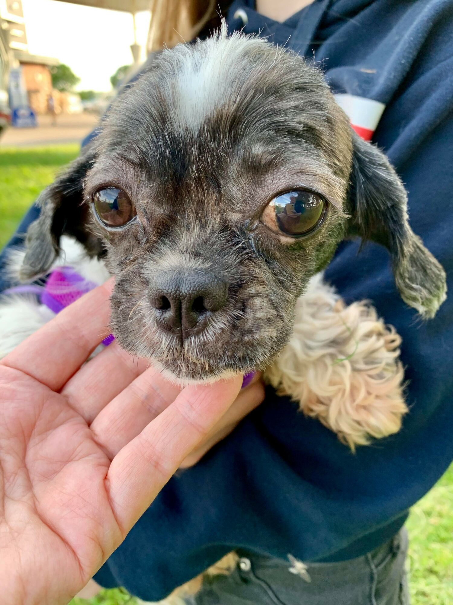Close-up of a small puppy with large eyes and a white patch on its forehead, held by a person outdoors.