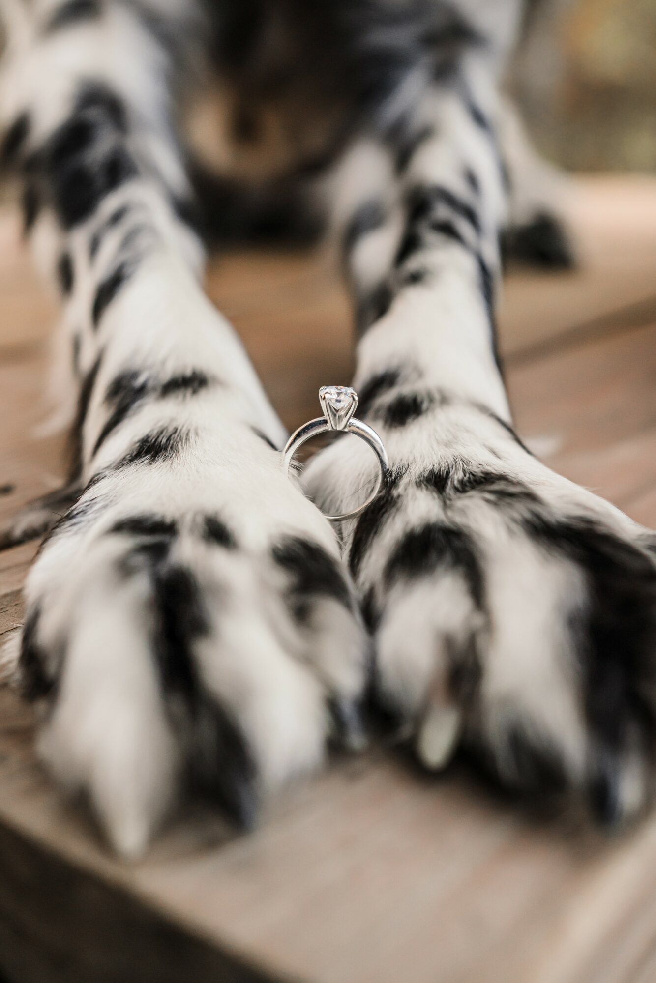 Tiger's paws with a ring between them, lying on a wooden surface, with blurred background.
